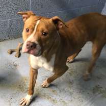 Thumbnail photo of Rocky #2