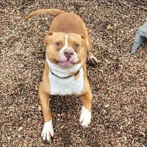 Thumbnail photo of Rocky #4