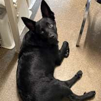 Thumbnail photo of Bagel Babies - Chocolate Chip #1