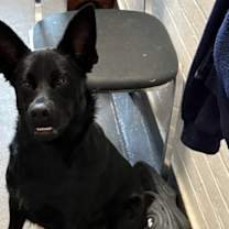 Thumbnail photo of Bagel Babies - Chocolate Chip #2