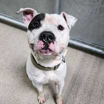 Thumbnail photo of Compton  #3