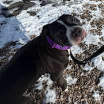 Thumbnail photo of Poppy #2