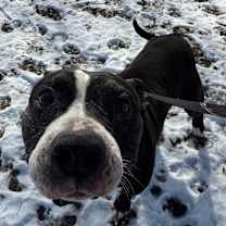 Thumbnail photo of Poppy #3