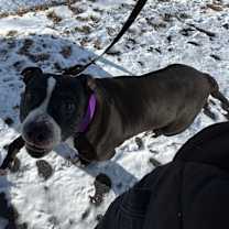 Thumbnail photo of Poppy #4