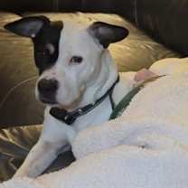 Thumbnail photo of Harley #1