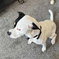 Thumbnail photo of Harley #2