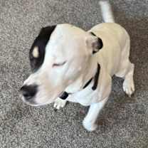 Thumbnail photo of Harley #3