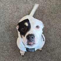 Thumbnail photo of Harley #4