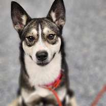 Thumbnail photo of Butter Cup #1