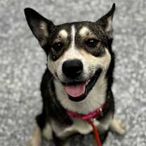 Thumbnail photo of Butter Cup #2