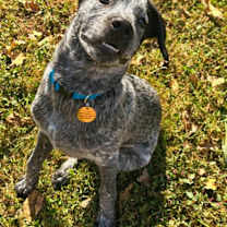 Thumbnail photo of Auggie #2