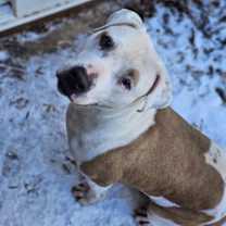 Thumbnail photo of Moose #2