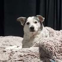 Thumbnail photo of MOCHI #4