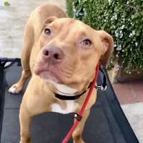 Thumbnail photo of Honey #1