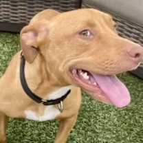 Thumbnail photo of Honey #2