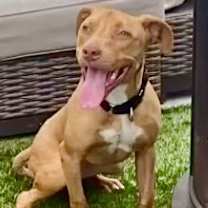 Thumbnail photo of Honey #3