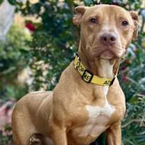 Thumbnail photo of Honey #4