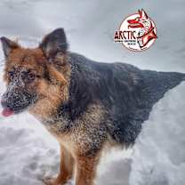 Thumbnail photo of Poppy #3