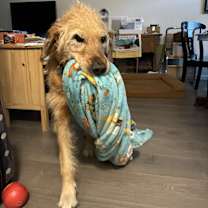 Thumbnail photo of Drake #4