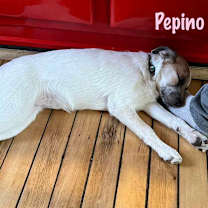 Thumbnail photo of Pepino #2