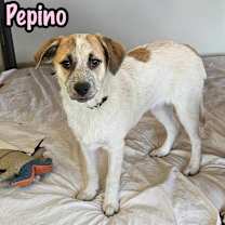 Thumbnail photo of Pepino #3