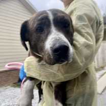 Thumbnail photo of Lip #3