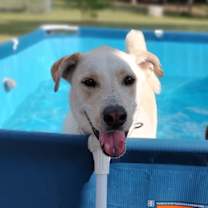 Thumbnail photo of Webster #1