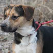 Thumbnail photo of Banshee (Neutered) #4