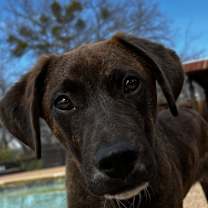 Thumbnail photo of Camo #1