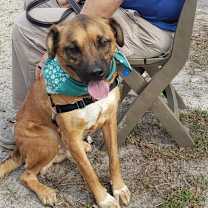 Thumbnail photo of Apollo #4