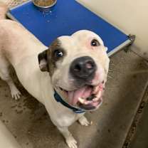 Thumbnail photo of Casienova #3