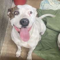 Thumbnail photo of Casienova #4