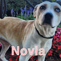 Thumbnail photo of Novia #1