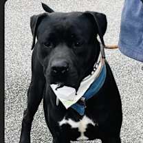 Thumbnail photo of Onyx #3