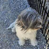 Thumbnail photo of Shnuggles #3