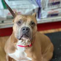 adopt-pet