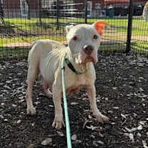 Thumbnail photo of Nova #2