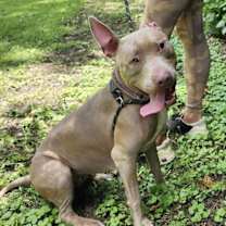 Thumbnail photo of Persephone in Gloucester VA #3