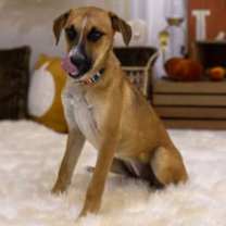 Thumbnail photo of Tattoo #4