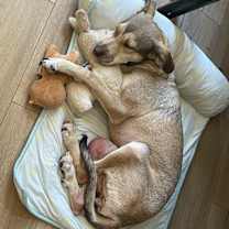 Thumbnail photo of Pilay #4