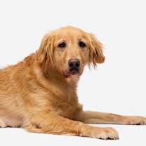 Thumbnail photo of Polly #1