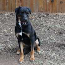 Thumbnail photo of GOLIAH #1