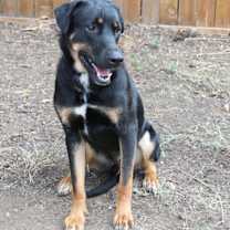 Thumbnail photo of GOLIAH #3