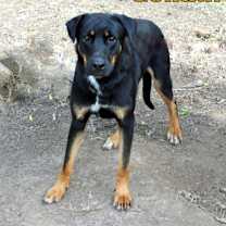 Thumbnail photo of GOLIAH #4