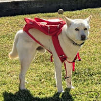 Thumbnail photo of THOR DOGG #1