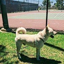 Thumbnail photo of THOR DOGG #2