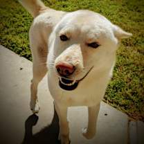 Thumbnail photo of THOR DOGG #3