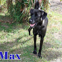Thumbnail photo of MAX #2