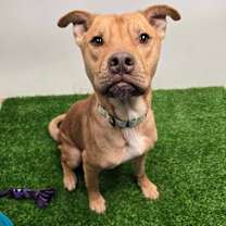 Thumbnail photo of Chicken Pot Pie #2