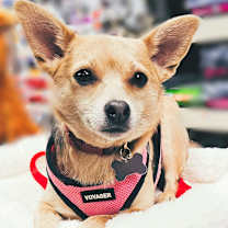 Thumbnail photo of Peaches-Adopted! #1